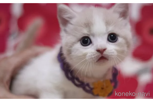 成約済の東京都のブリティッシュショートヘア-105732の1枚目